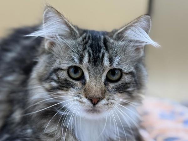 Enlarge Dragon, a Adoptable mixed breed in Portland, OR image 1/1