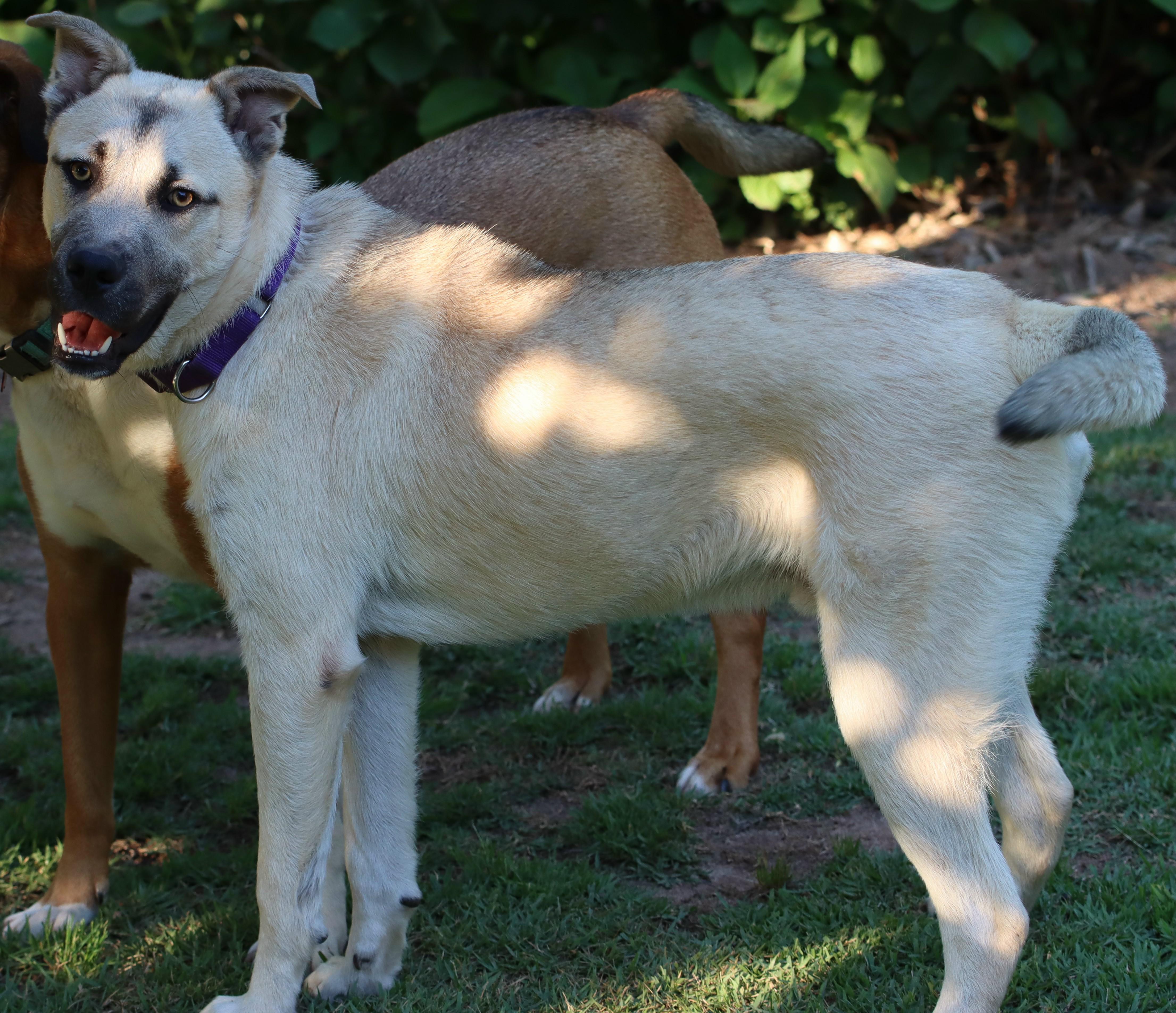 Kai (GREAT Family Pup), a ADOPTABLE mixed breed in Newfoundland, PA image 5/6