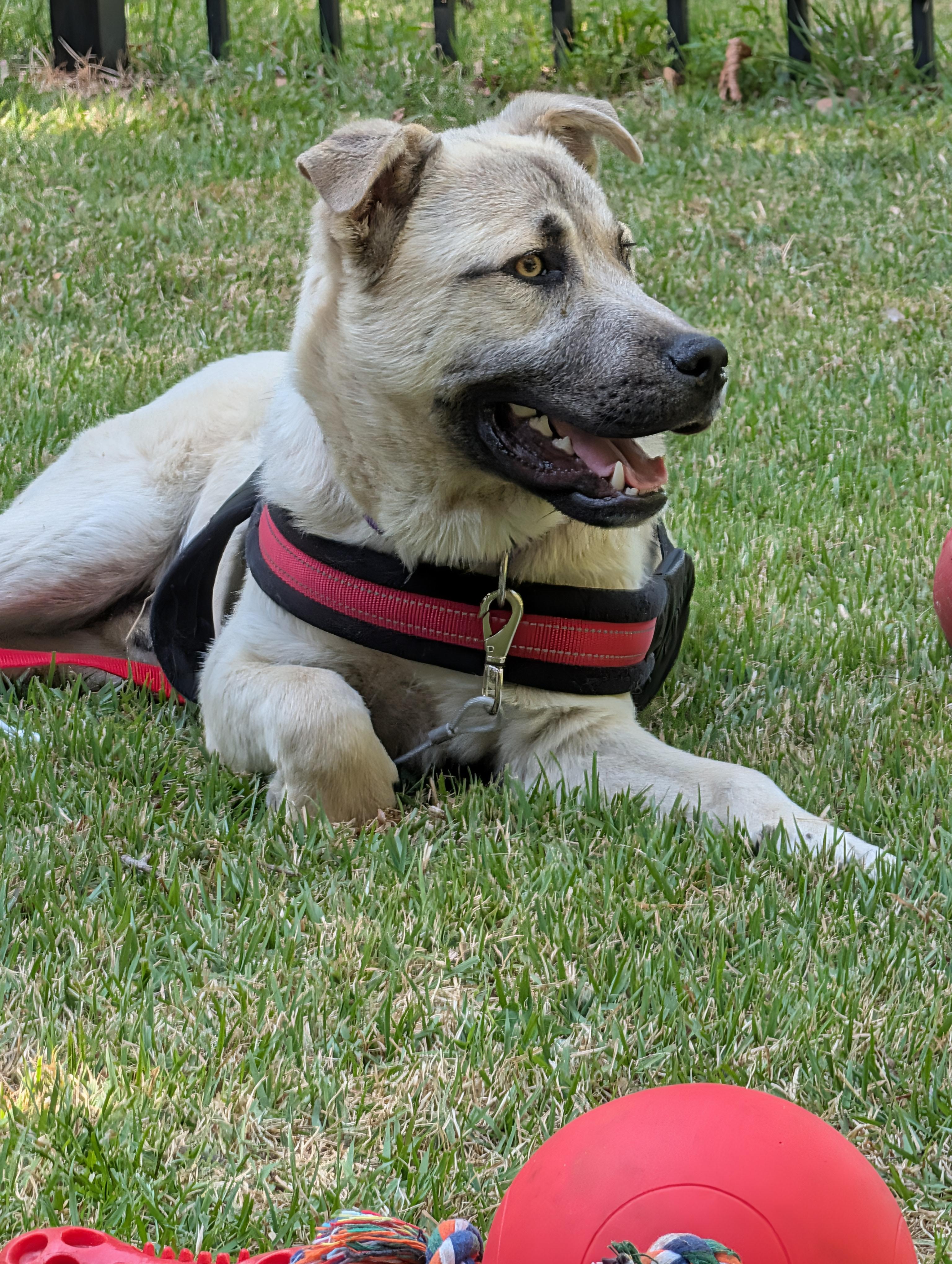 Kai (GREAT Family Pup), a ADOPTABLE mixed breed in Newfoundland, PA image 4/6