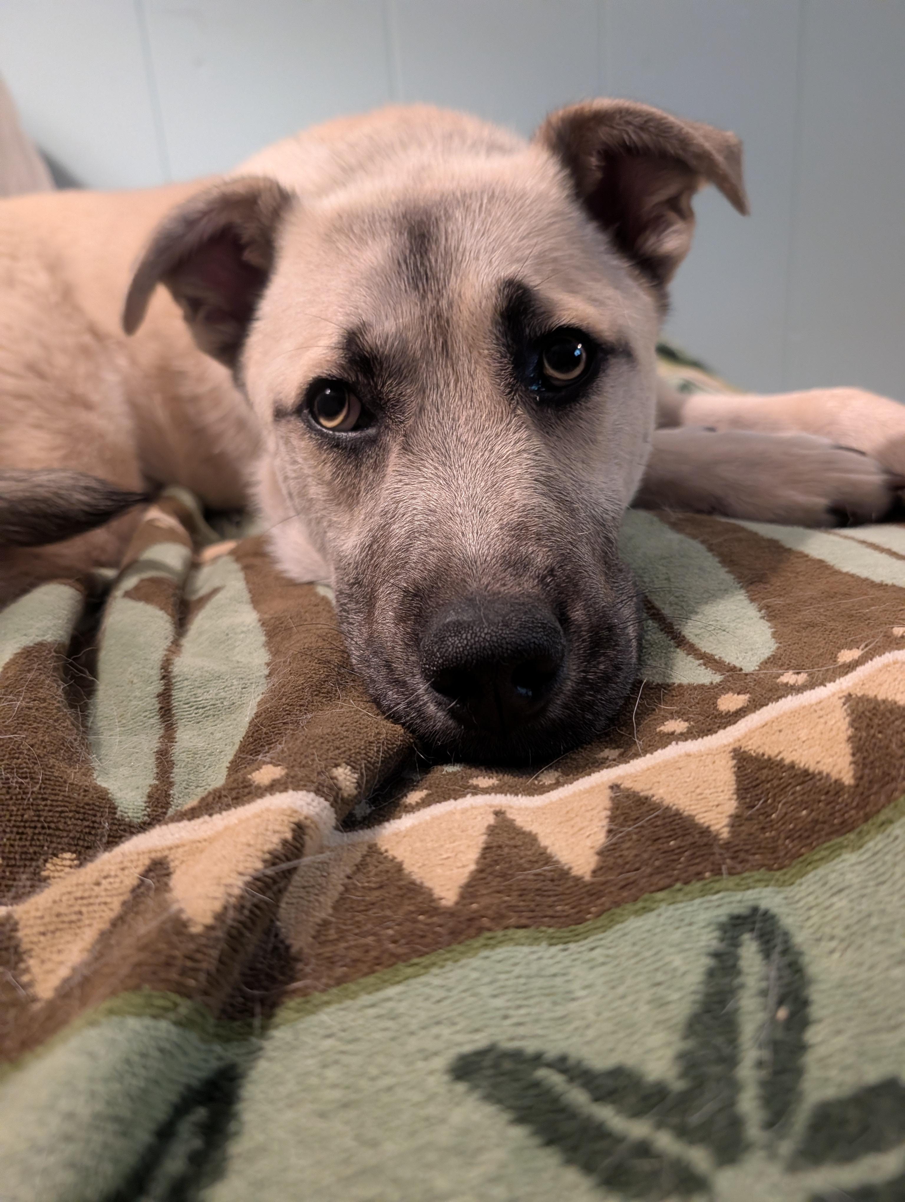 Kai (GREAT Family Pup), a ADOPTABLE mixed breed in Newfoundland, PA image 2/6