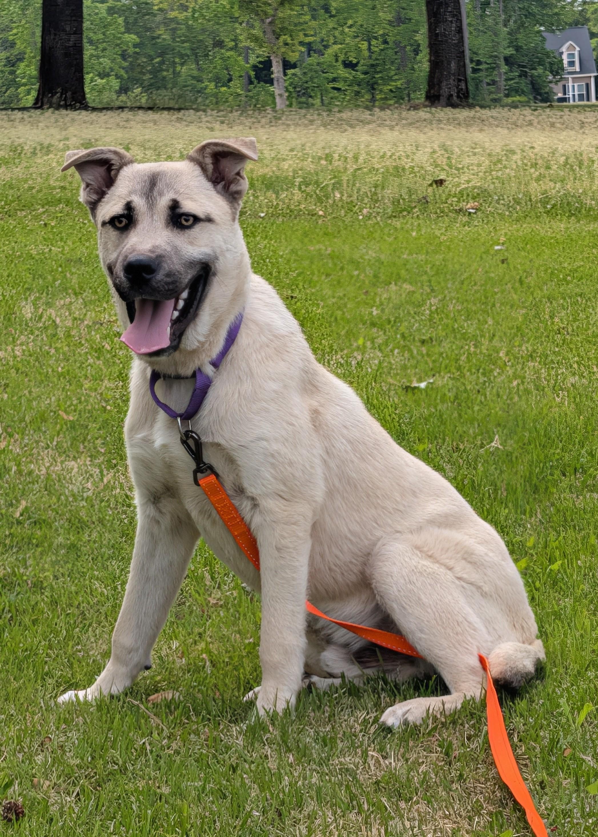 Kai (GREAT Family Pup), a ADOPTABLE mixed breed in Newfoundland, PA image 3/6