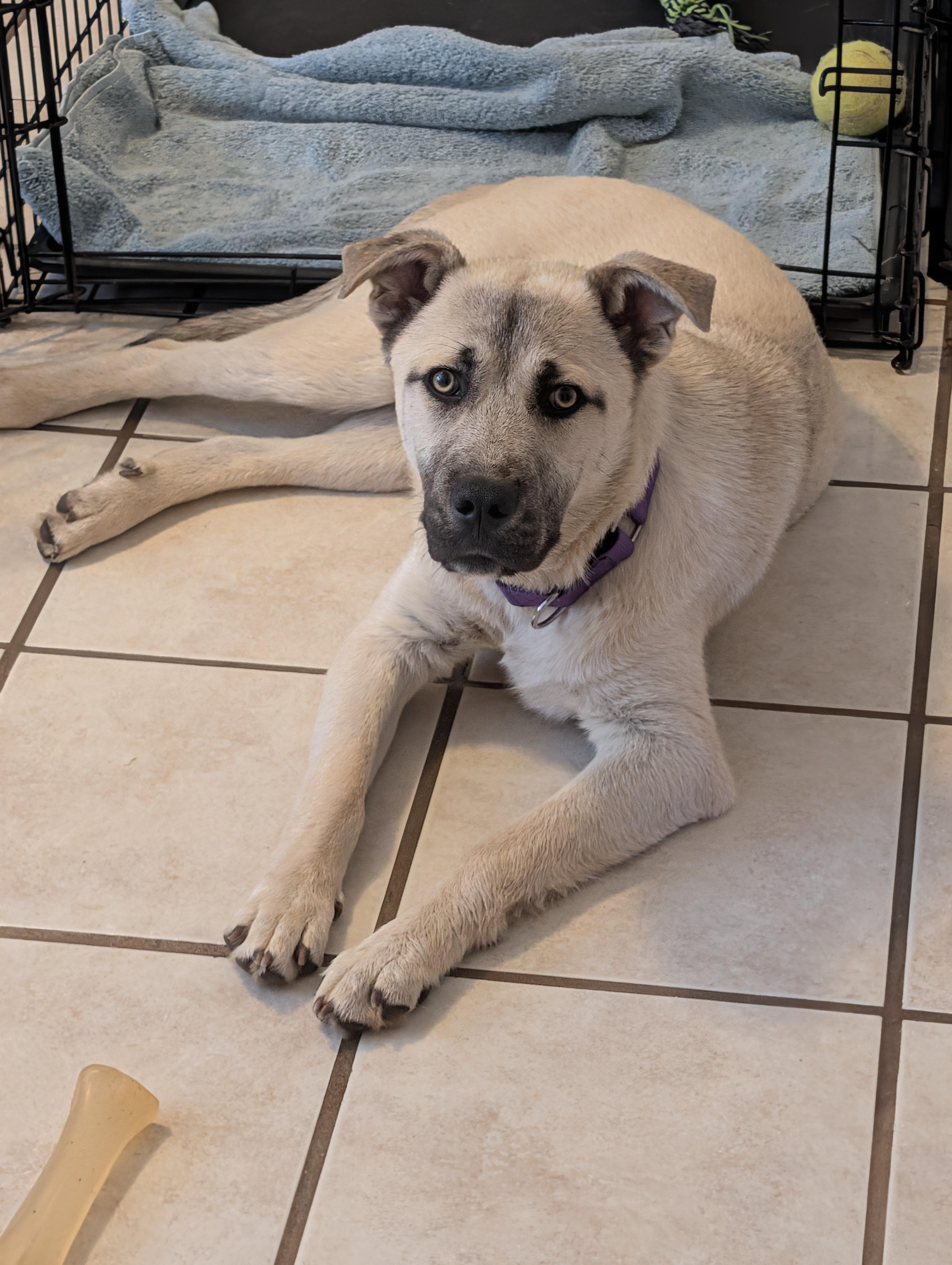 Kai (GREAT Family Pup), a ADOPTABLE mixed breed in Newfoundland, PA image 1/6