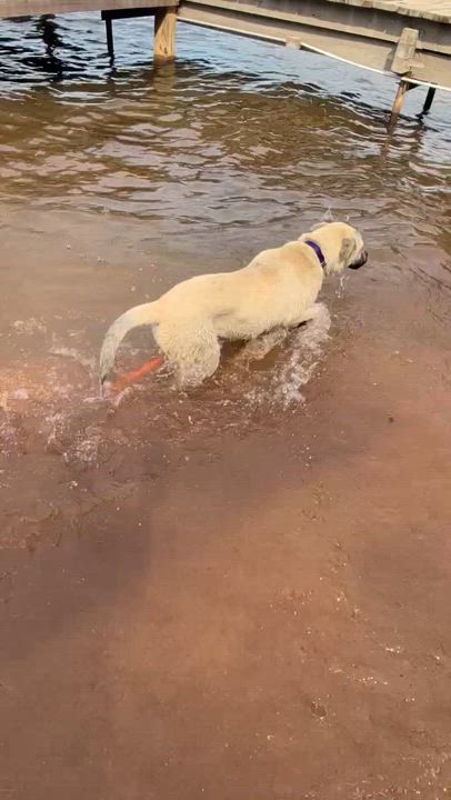 Enlarge Kai (GREAT Family Pup), a ADOPTABLE mixed breed in Newfoundland, PA video 6/6