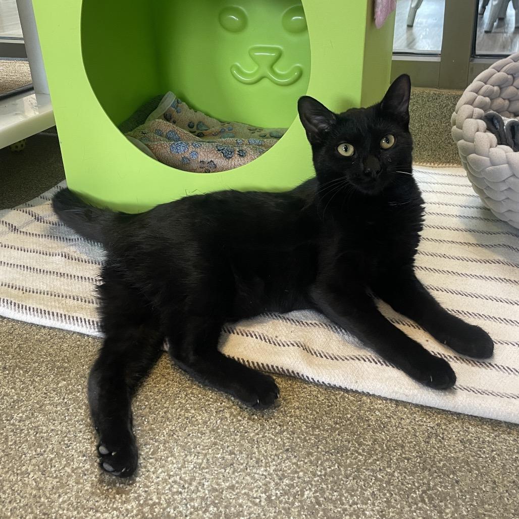 Enlarge Cleotrapa, a Adoptable Domestic Short Hair in Chicago, IL image 1/4