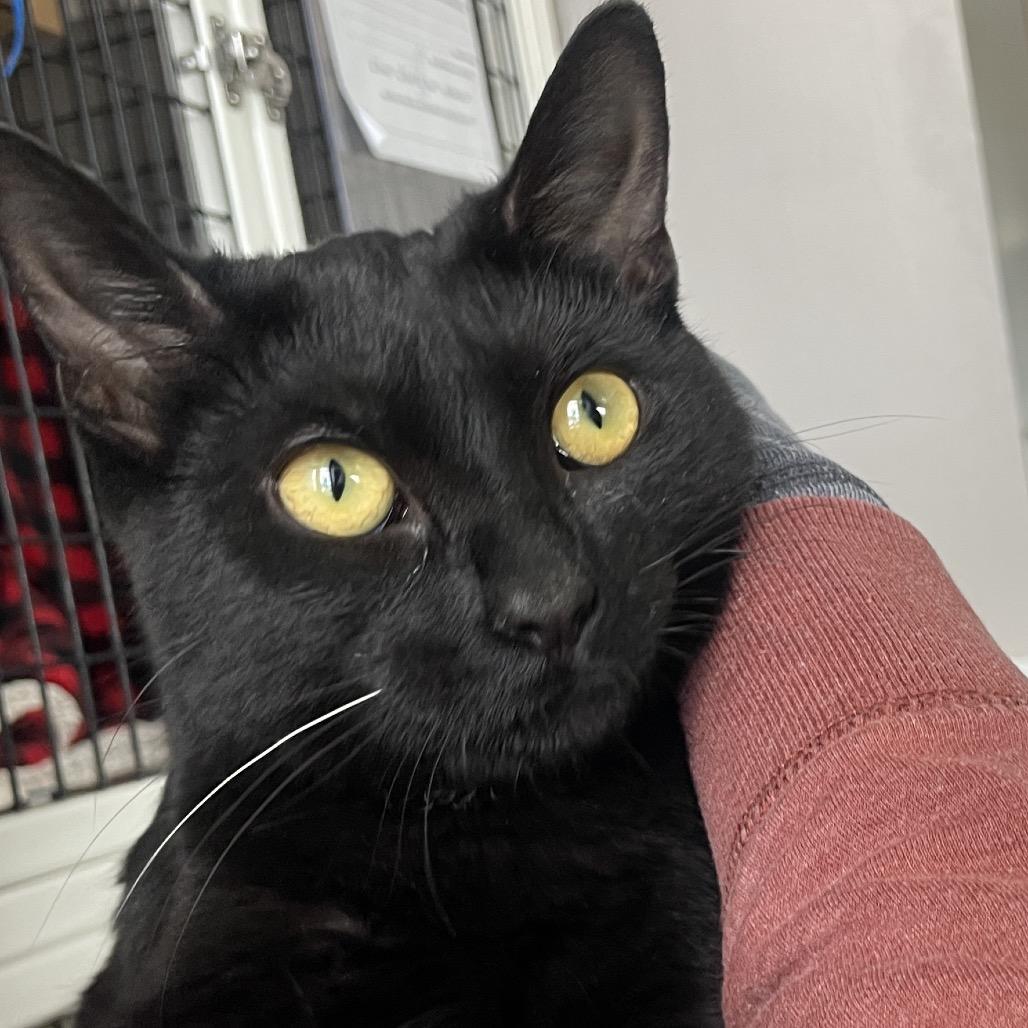 Enlarge Cleotrapa, a Adoptable Domestic Short Hair in Chicago, IL image 2/4