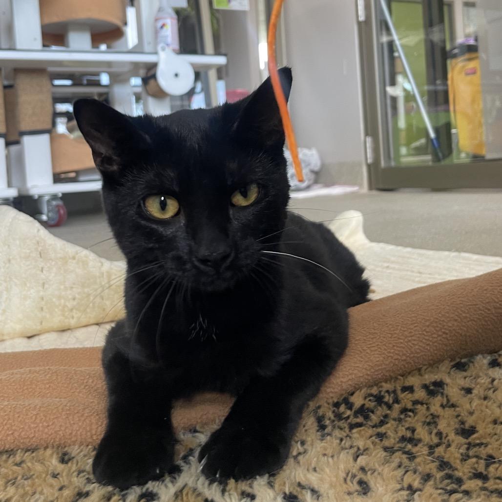 Enlarge Cleotrapa, a Adoptable Domestic Short Hair in Chicago, IL image 3/4