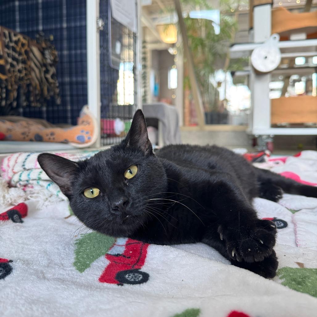 Enlarge Cleotrapa, a Adoptable Domestic Short Hair in Chicago, IL image 4/4