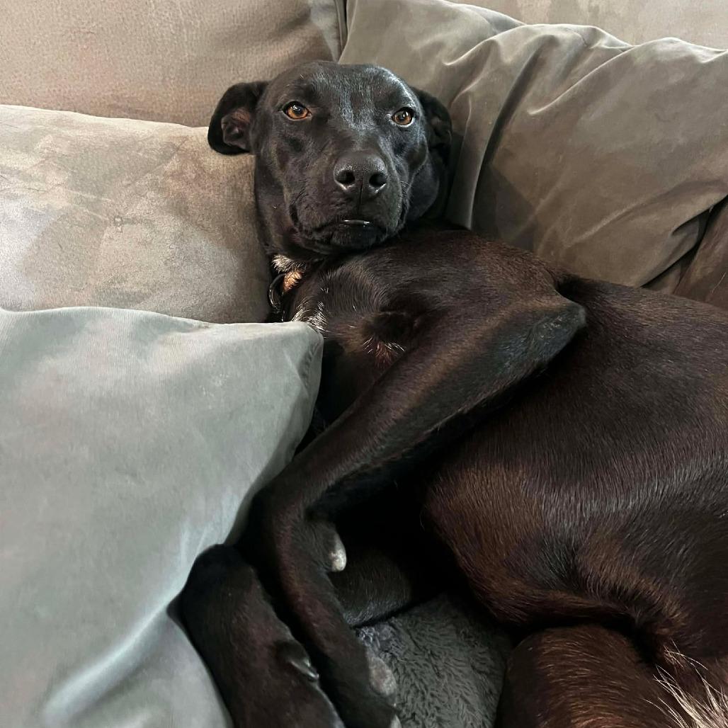 Oriana, Adoptable, Adult Female Mixed Breed.