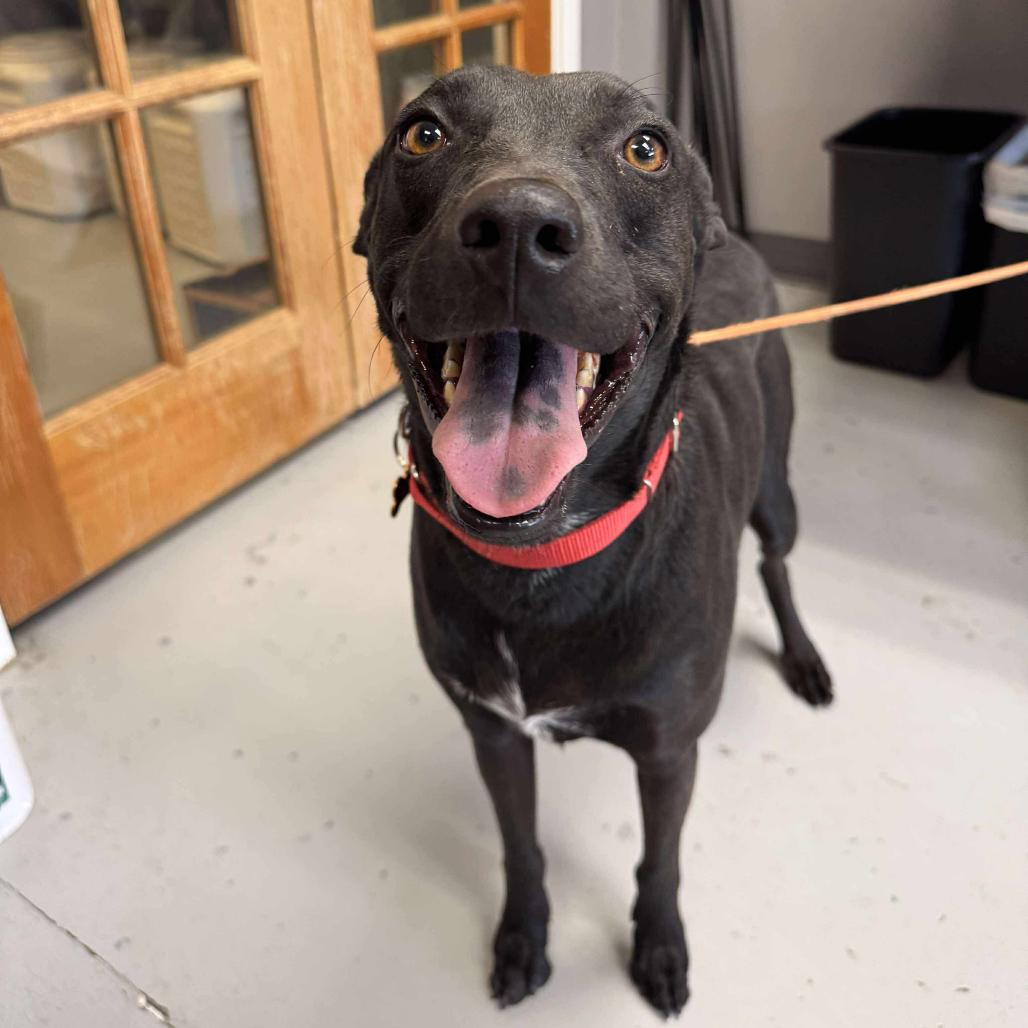 Oriana, a Adoptable Mixed Breed in Bend, OR image 2/6