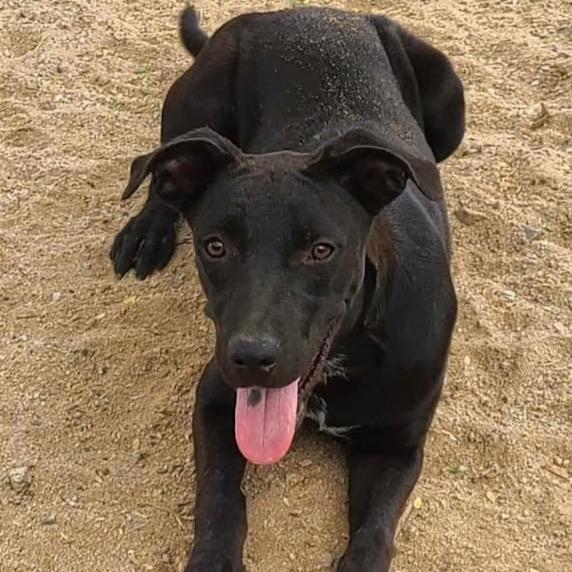 Oriana, a Adoptable Mixed Breed in Bend, OR image 3/6