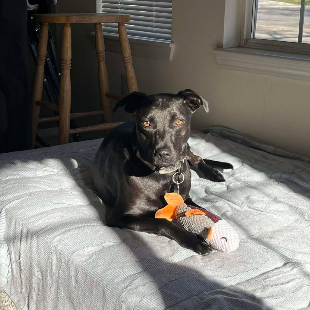 Oriana, a Adoptable Mixed Breed in Bend, OR image 5/6