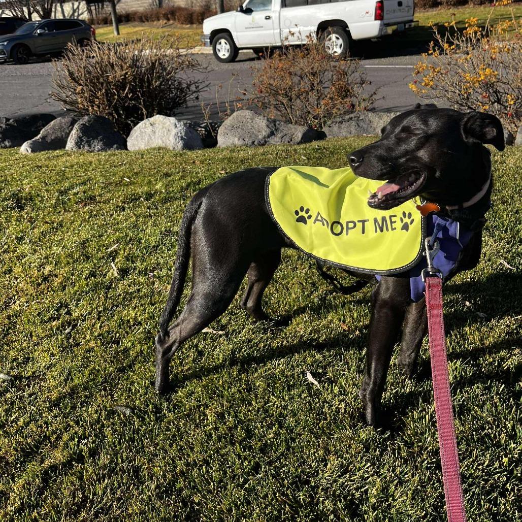 Oriana, a Adoptable Mixed Breed in Bend, OR image 6/6