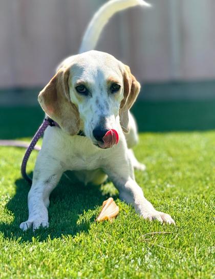 Justina - 2, Adoptable, Young Female Foxhound.