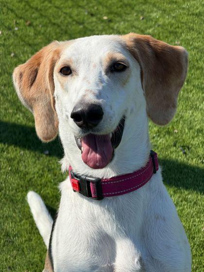 Justina - 2, a Adoptable mixed breed in Daytona Beach, FL image 2/3