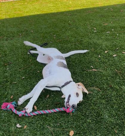 Justina - 2, a Adoptable mixed breed in Daytona Beach, FL image 3/3