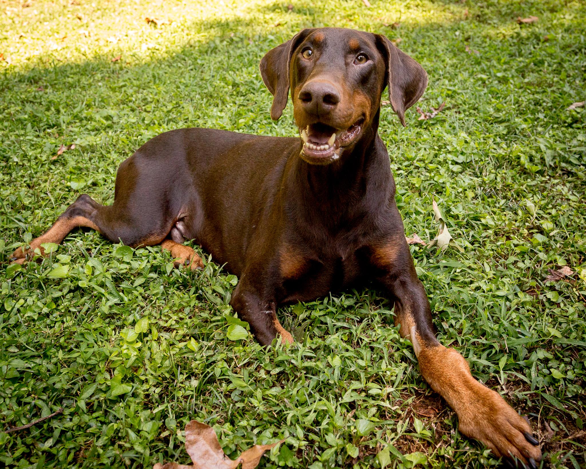 Enlarge Ronan, an adopted Doberman Pinscher in Atlanta, GA image 5/6