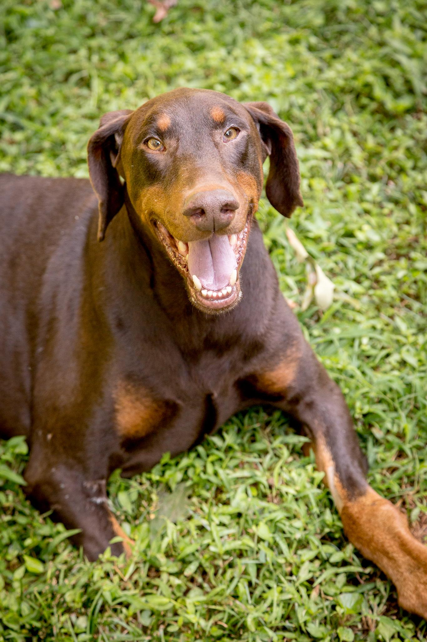 Ronan, adopted, Adult Male Doberman Pinscher.