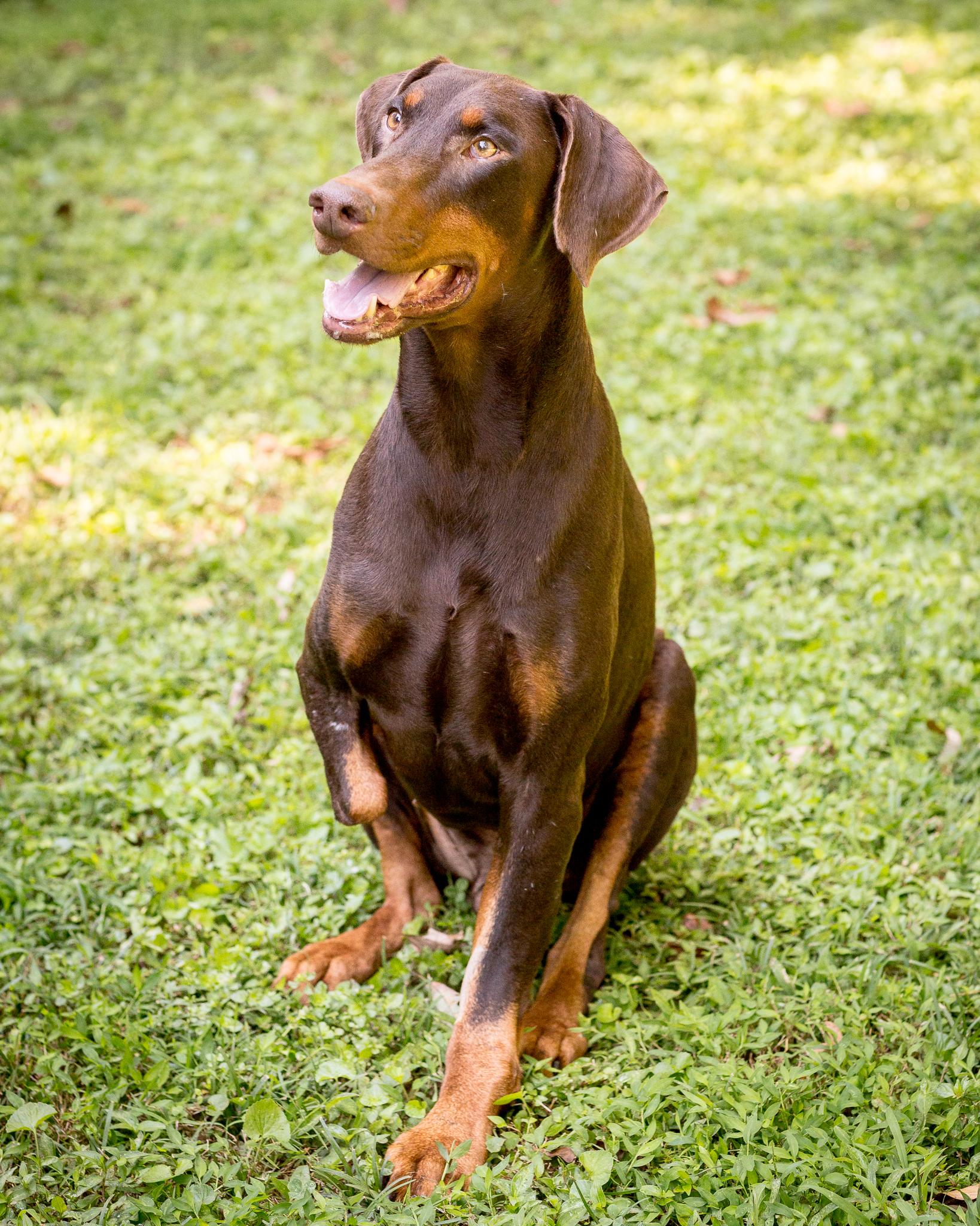 Enlarge Ronan, an adopted Doberman Pinscher in Atlanta, GA image 3/6