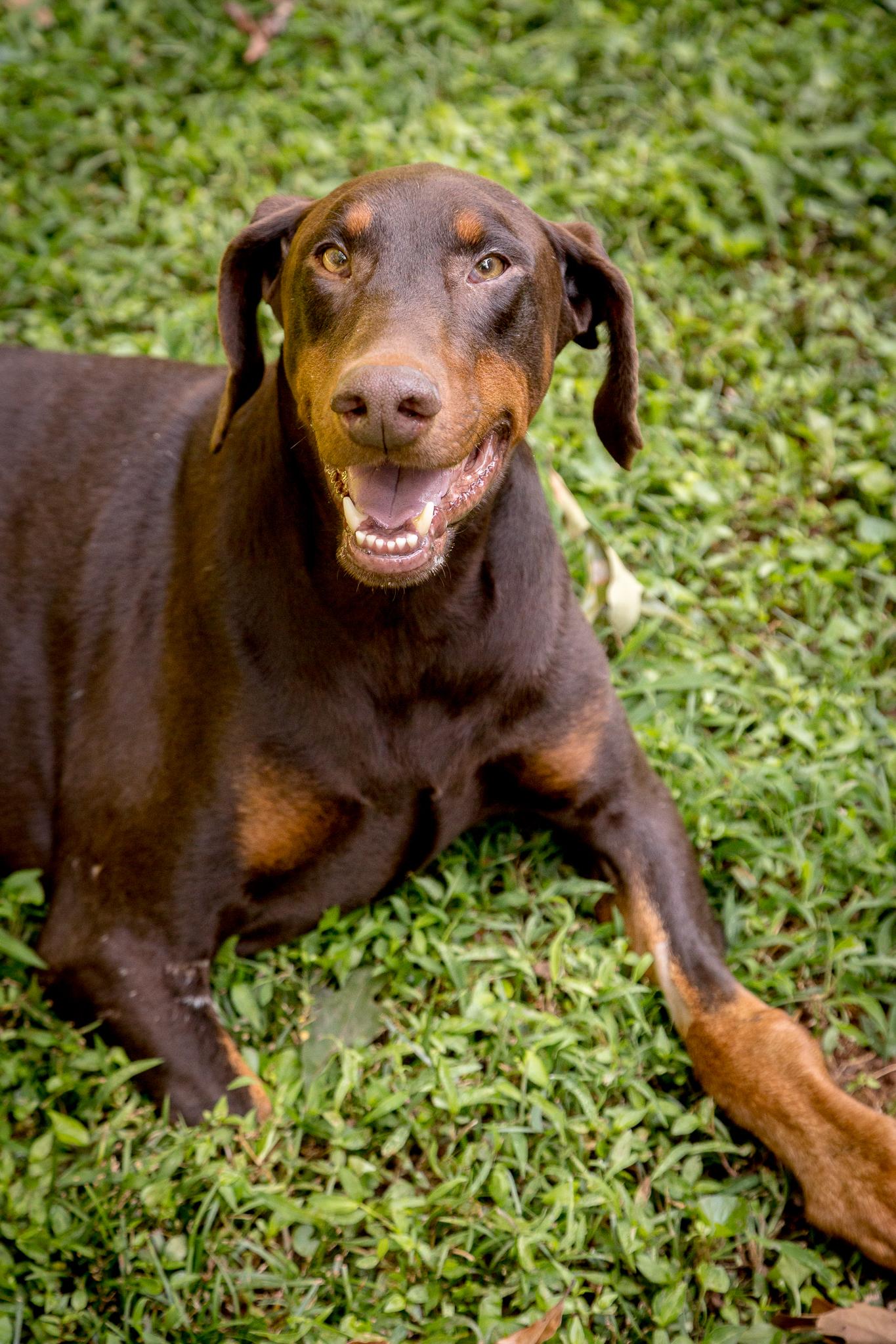 Enlarge Ronan, an adopted Doberman Pinscher in Atlanta, GA image 6/6