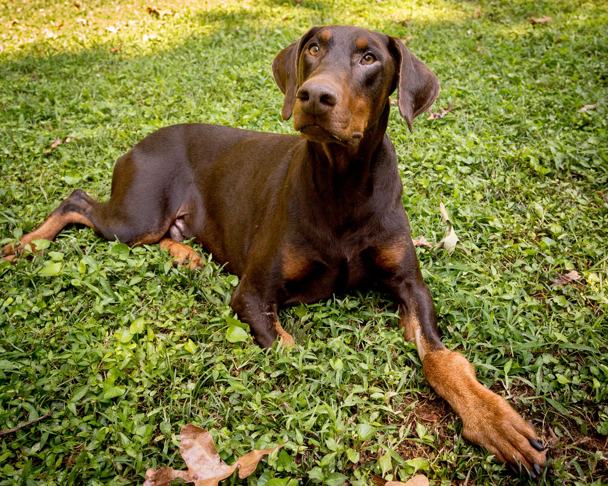 Enlarge Ronan, an adopted Doberman Pinscher in Atlanta, GA image 4/6