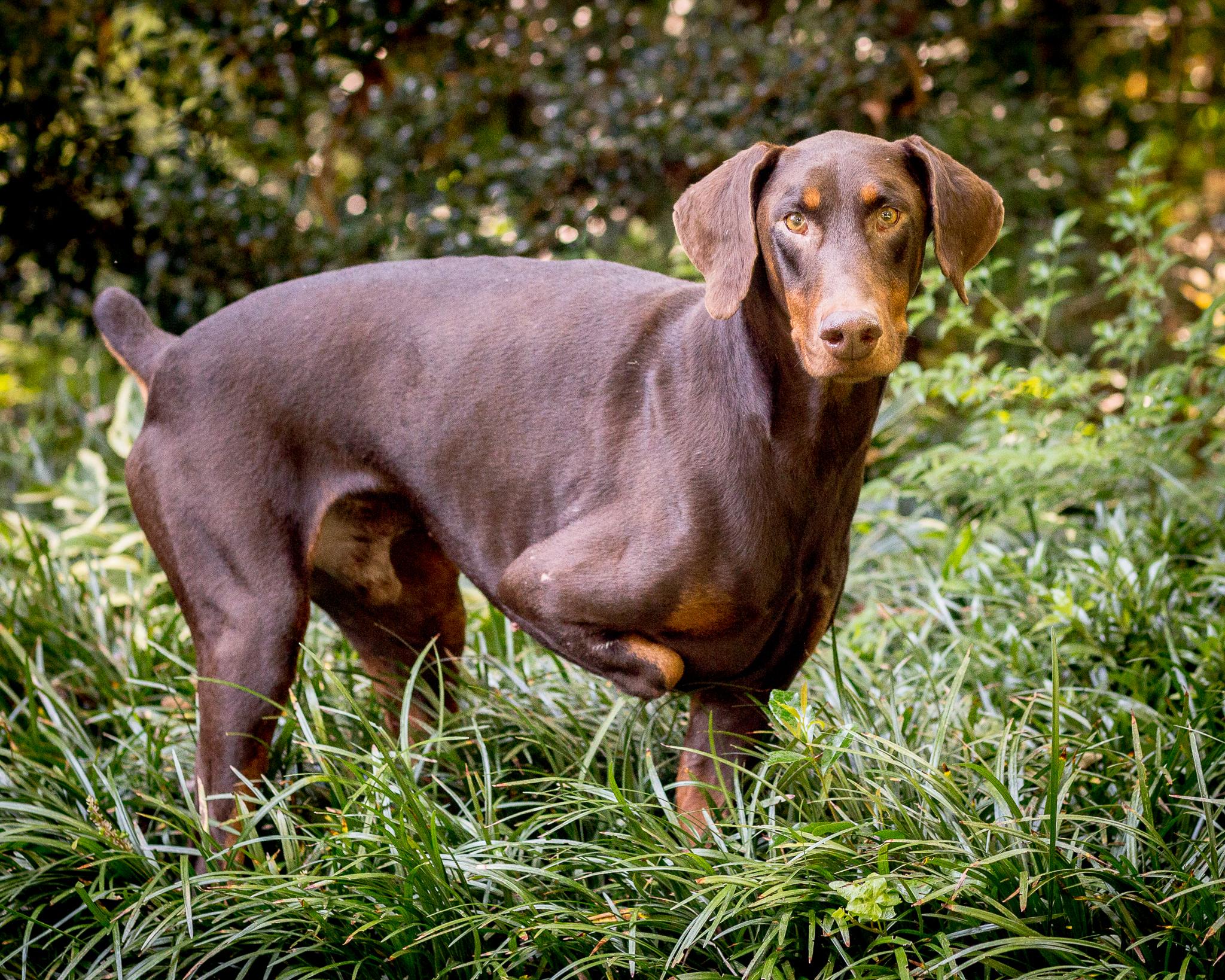Enlarge Ronan, an adopted Doberman Pinscher in Atlanta, GA image 2/6