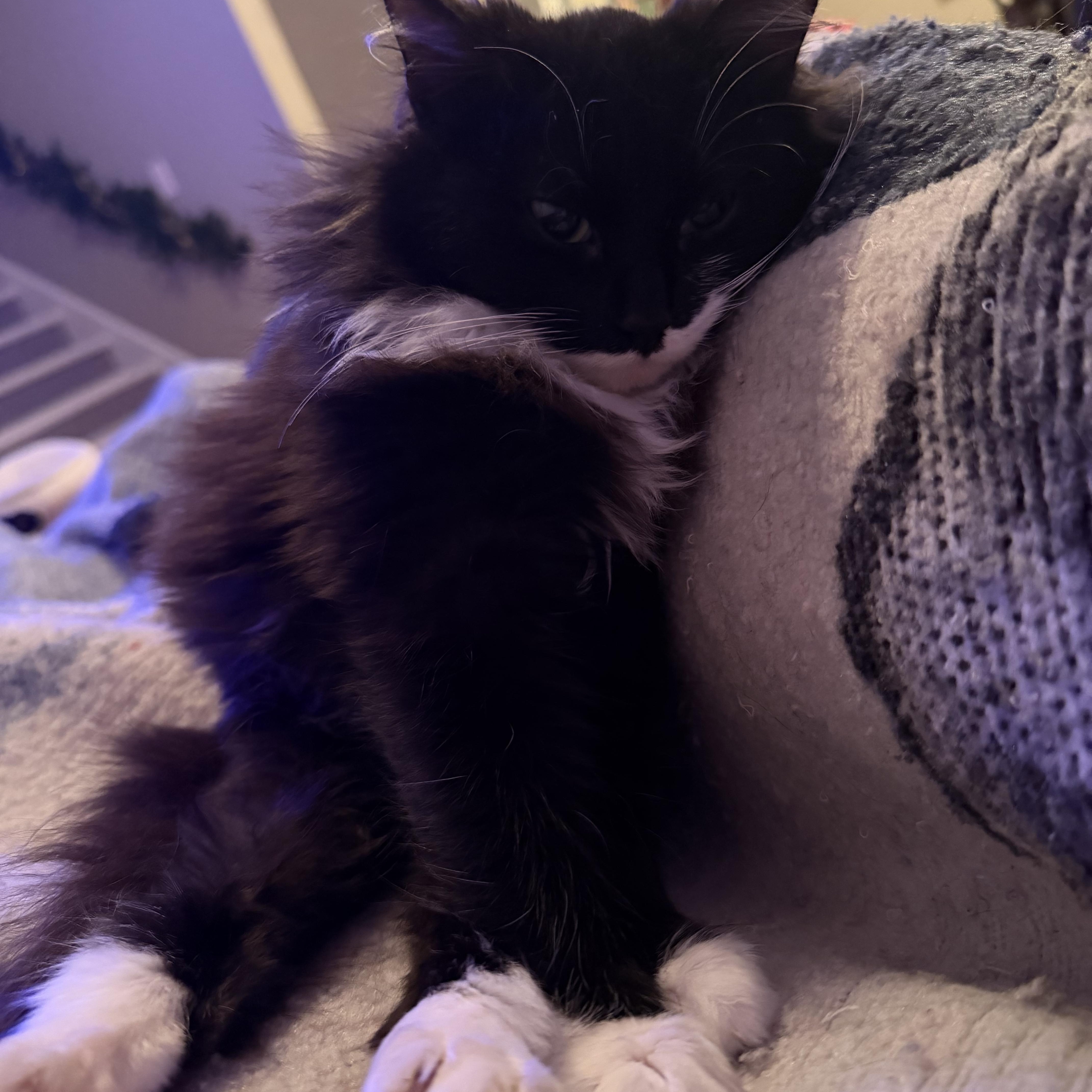 Enlarge Sassy, a ADOPTABLE Domestic Long Hair in Seneca, SC image 3/4