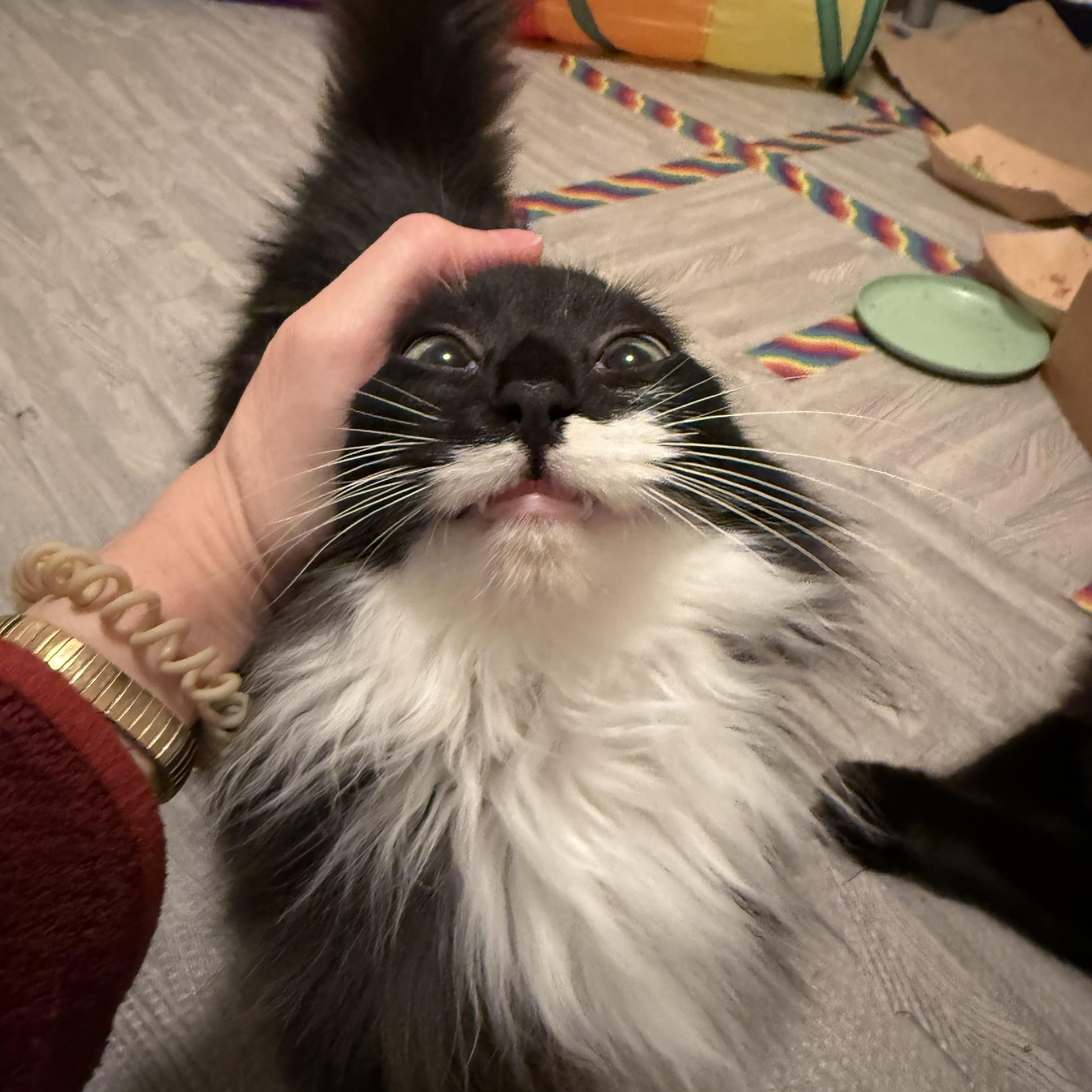 Sassy, ADOPTABLE, Kitten Female Domestic Long Hair.