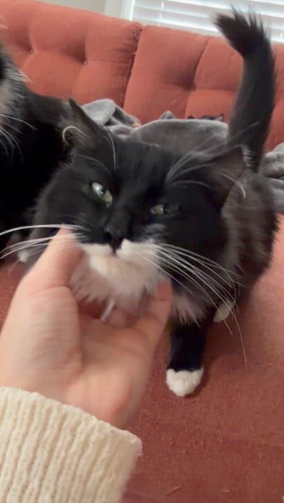 Enlarge Sassy, a ADOPTABLE Domestic Long Hair in Seneca, SC video 4/4