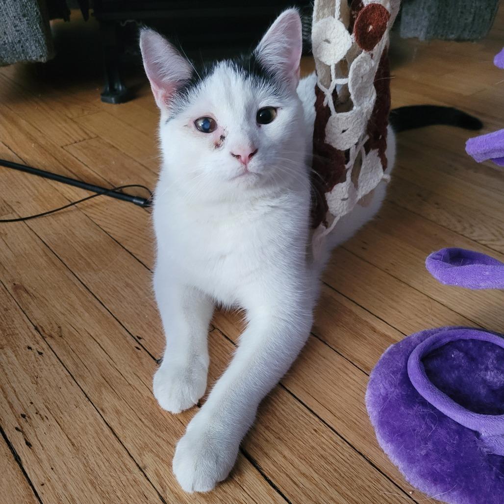 Enlarge Sourdough, a ADOPTABLE Domestic Short Hair in Evanston, IL image 1/1