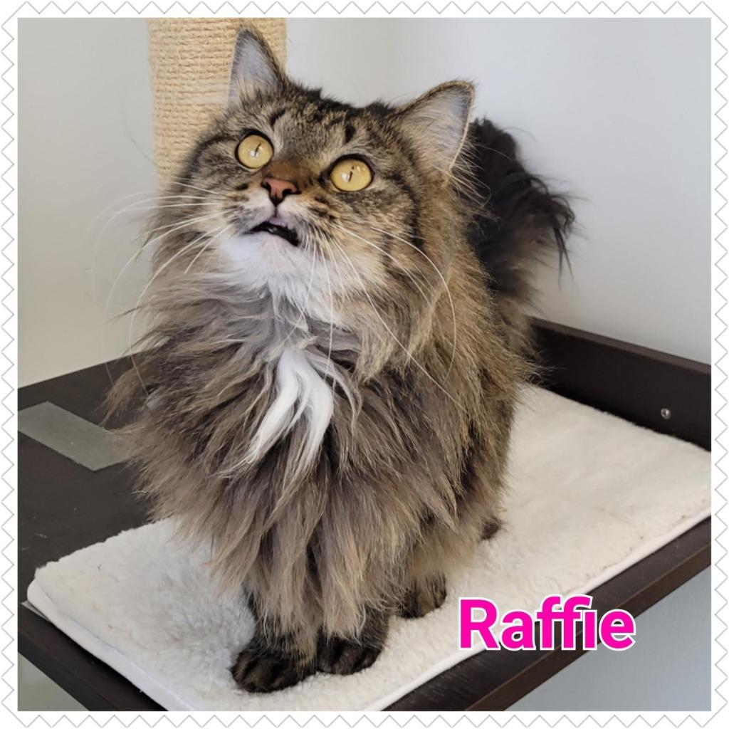 Raffie, Adopted, Adult Female Domestic Short Hair.
