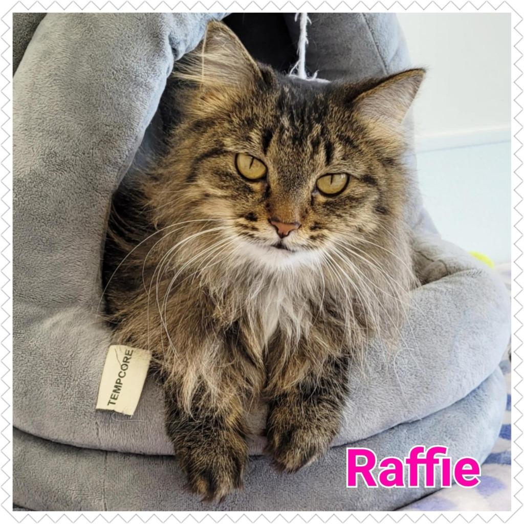 Enlarge Raffie, a Adopted mixed breed in North Saint Paul, MN image 2/4