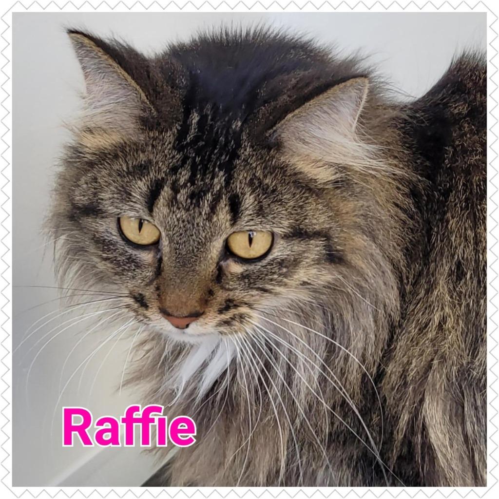 Enlarge Raffie, a Adopted mixed breed in North Saint Paul, MN image 3/4