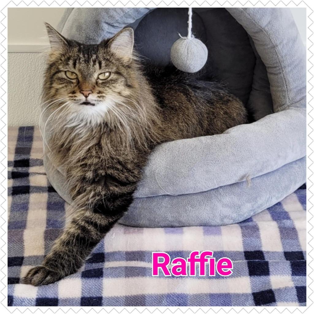 Enlarge Raffie, a Adopted mixed breed in North Saint Paul, MN image 4/4