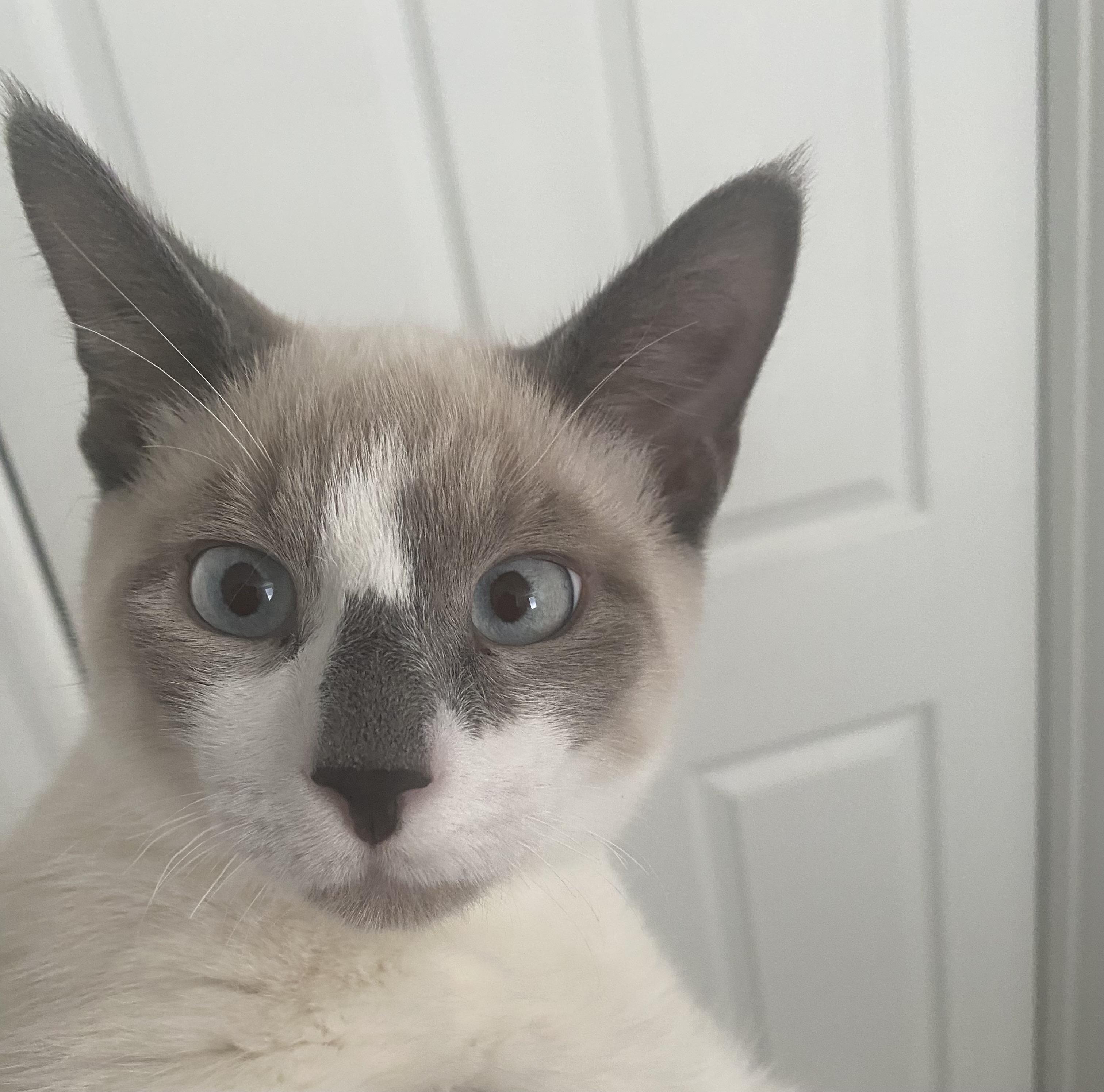 Sanji, adopted, Young Male Snowshoe.