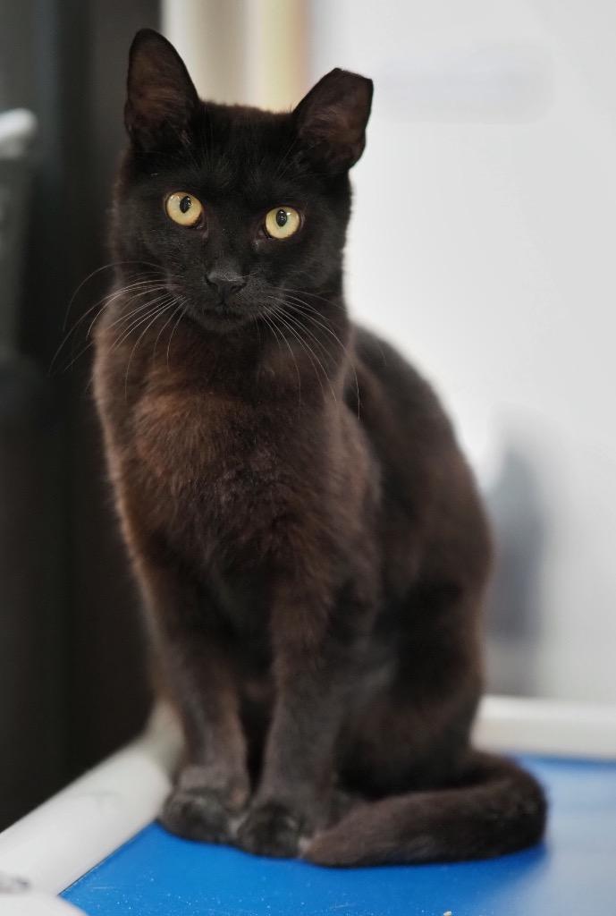 Enlarge Gouda, a Adoptable mixed breed in Cincinnati, OH image 1/6