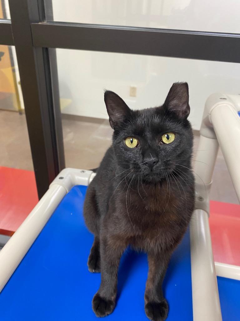 Gouda, a Adoptable mixed breed in Cincinnati, OH image 2/6