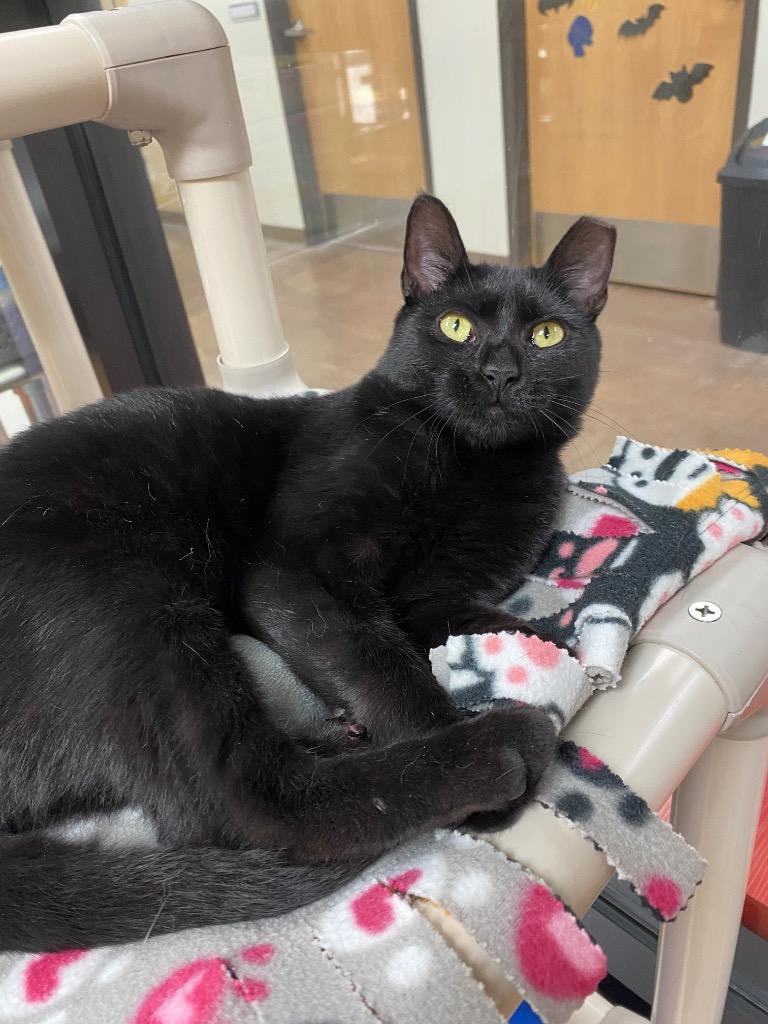 Enlarge Gouda, a Adoptable mixed breed in Cincinnati, OH image 2/6