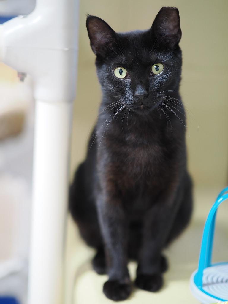 Gouda, a Adoptable mixed breed in Cincinnati, OH image 3/6