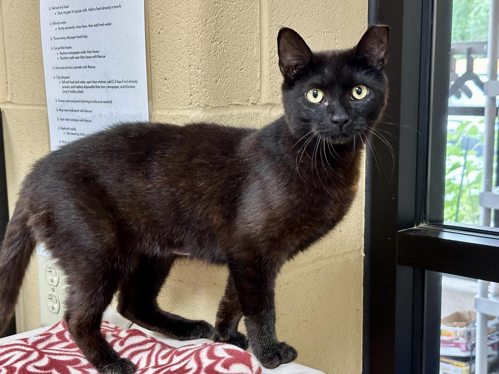 Gouda, a Adoptable mixed breed in Cincinnati, OH image 4/6