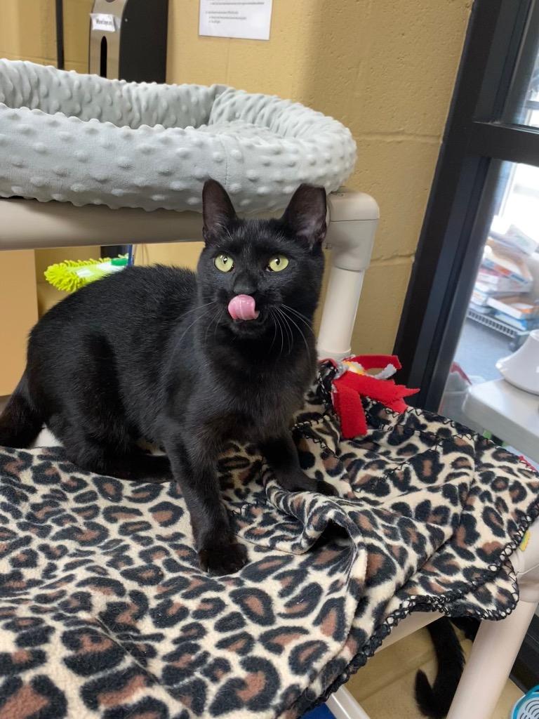 Enlarge Gouda, a Adoptable mixed breed in Cincinnati, OH image 4/6