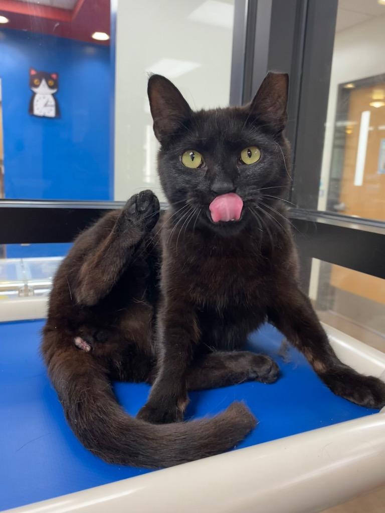 Enlarge Gouda, a Adoptable mixed breed in Cincinnati, OH image 6/6