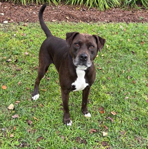 Rocko, Adoptable, Adult Male Labrador Retriever & Pit Bull Terrier.
