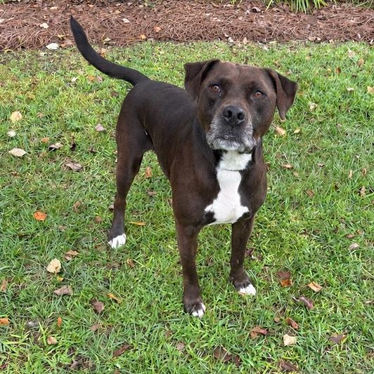 Enlarge Rocko, a Adoptable mixed breed in Valdosta, GA image 2/2