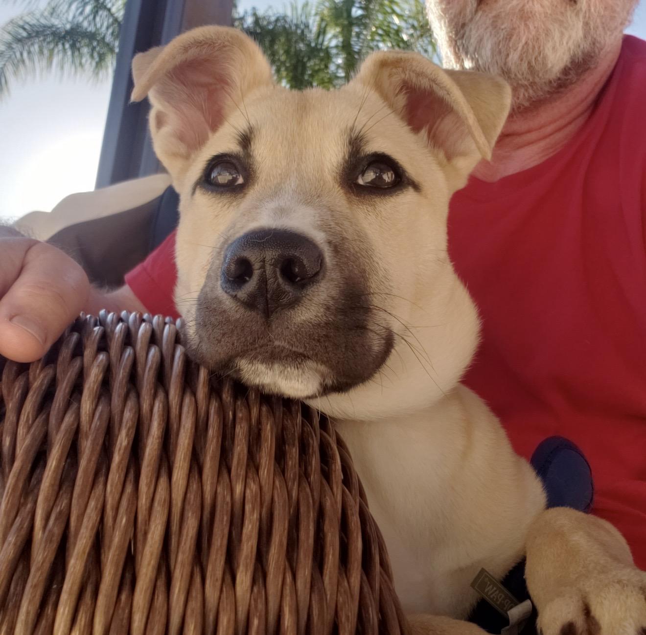 Roxy - The Darling Pup , ADOPTABLE, Young Female Yellow Labrador Retriever & Black Mouth Cur.