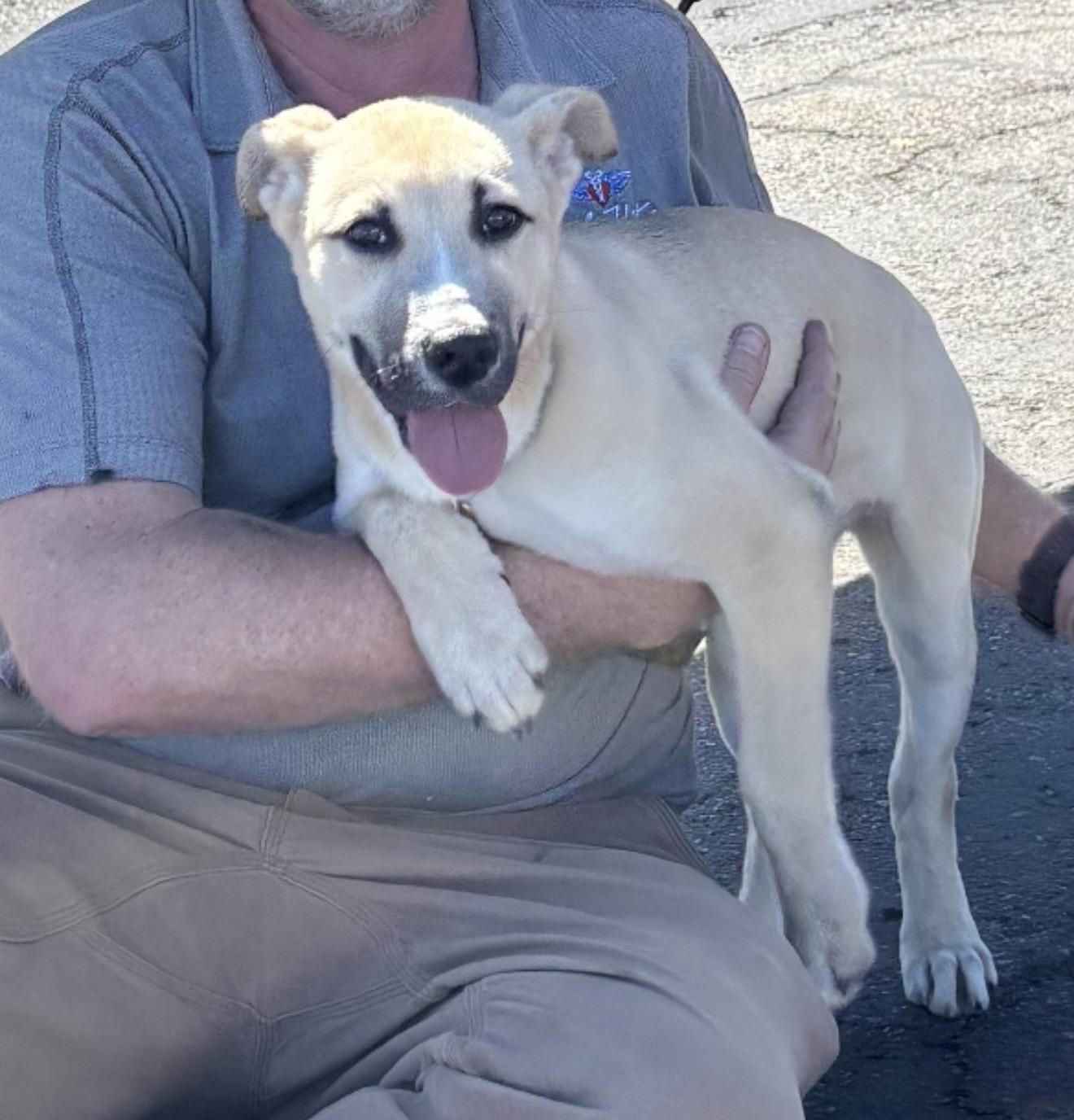 Enlarge Roxy - The Darling Pup , a ADOPTABLE mixed breed in San Diego , CA image 3/6