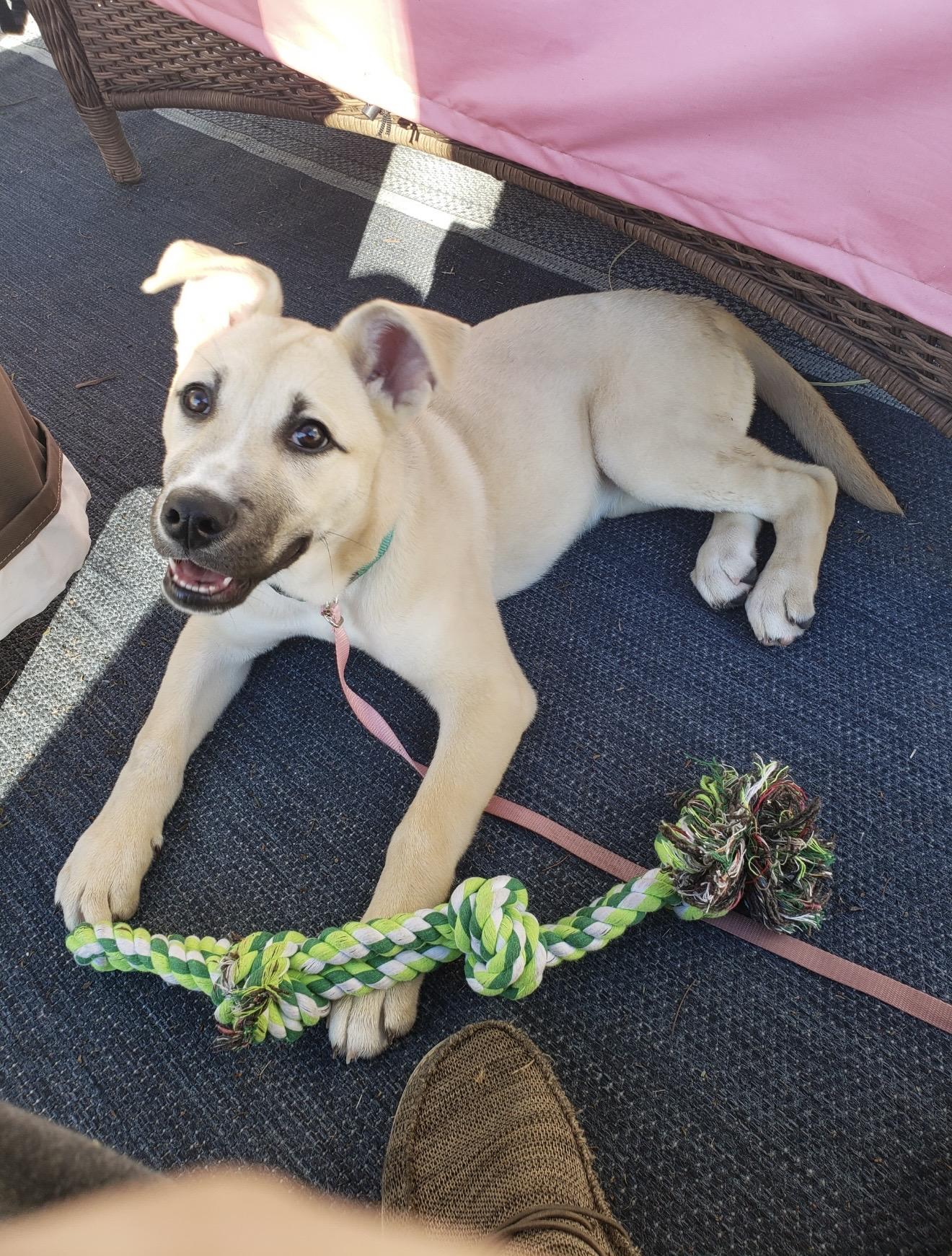 Enlarge Roxy - The Darling Pup , a ADOPTABLE mixed breed in San Diego , CA image 4/6