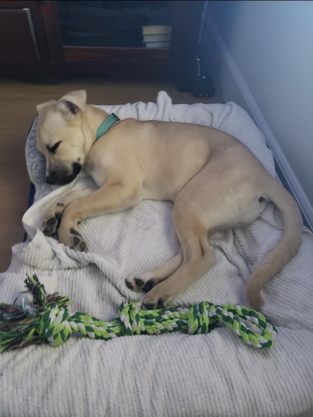 Enlarge Roxy - The Darling Pup , a ADOPTABLE mixed breed in San Diego , CA image 2/6