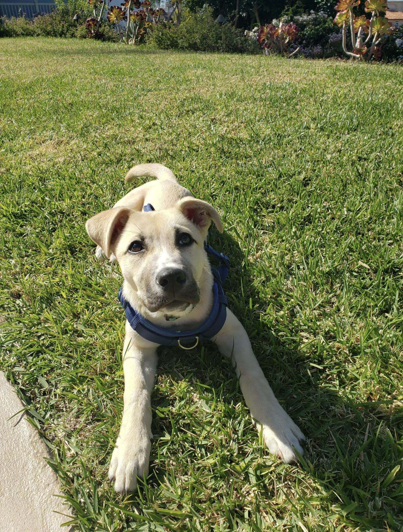 Enlarge Roxy - The Darling Pup , a ADOPTABLE mixed breed in San Diego , CA image 5/6