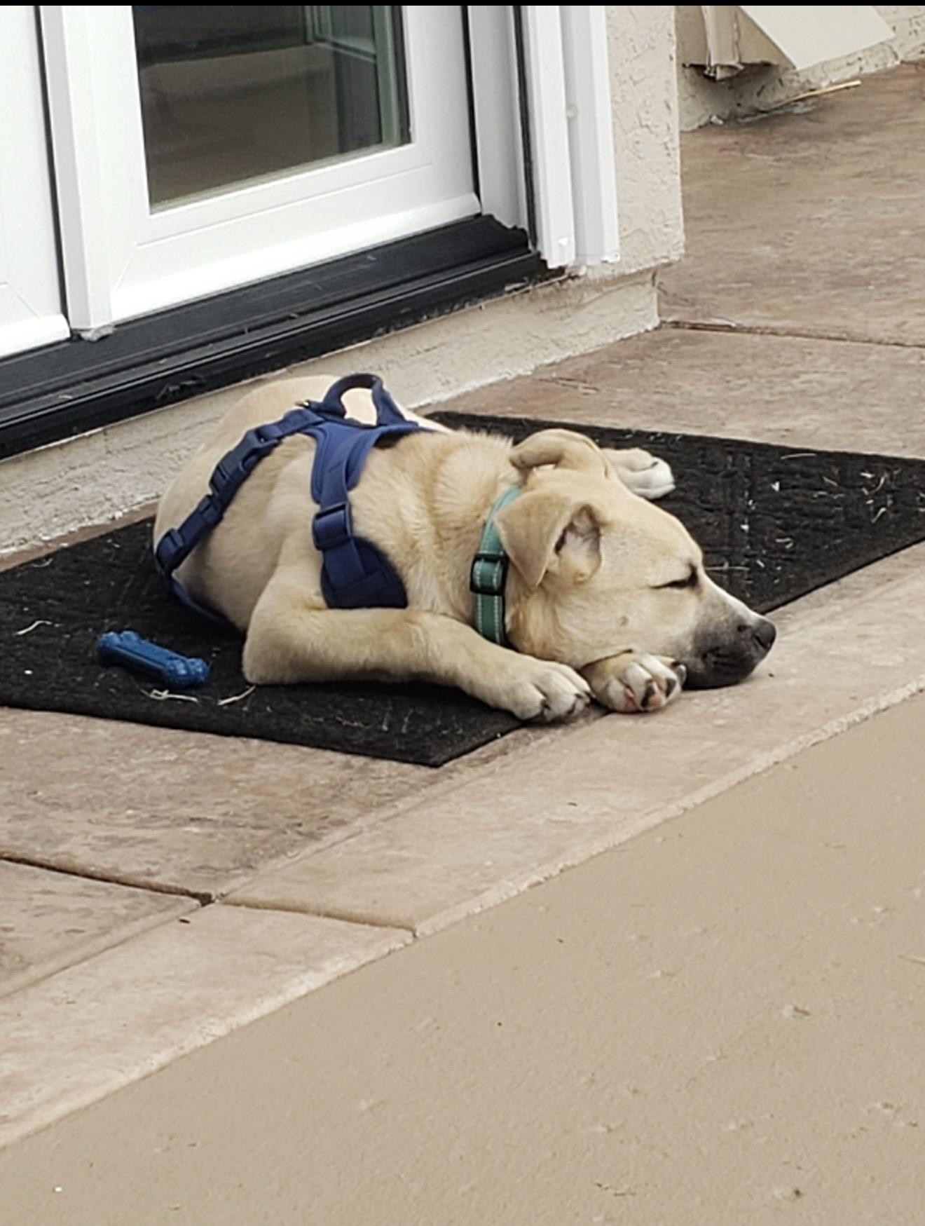 Enlarge Roxy - The Darling Pup , a ADOPTABLE mixed breed in San Diego , CA image 6/6