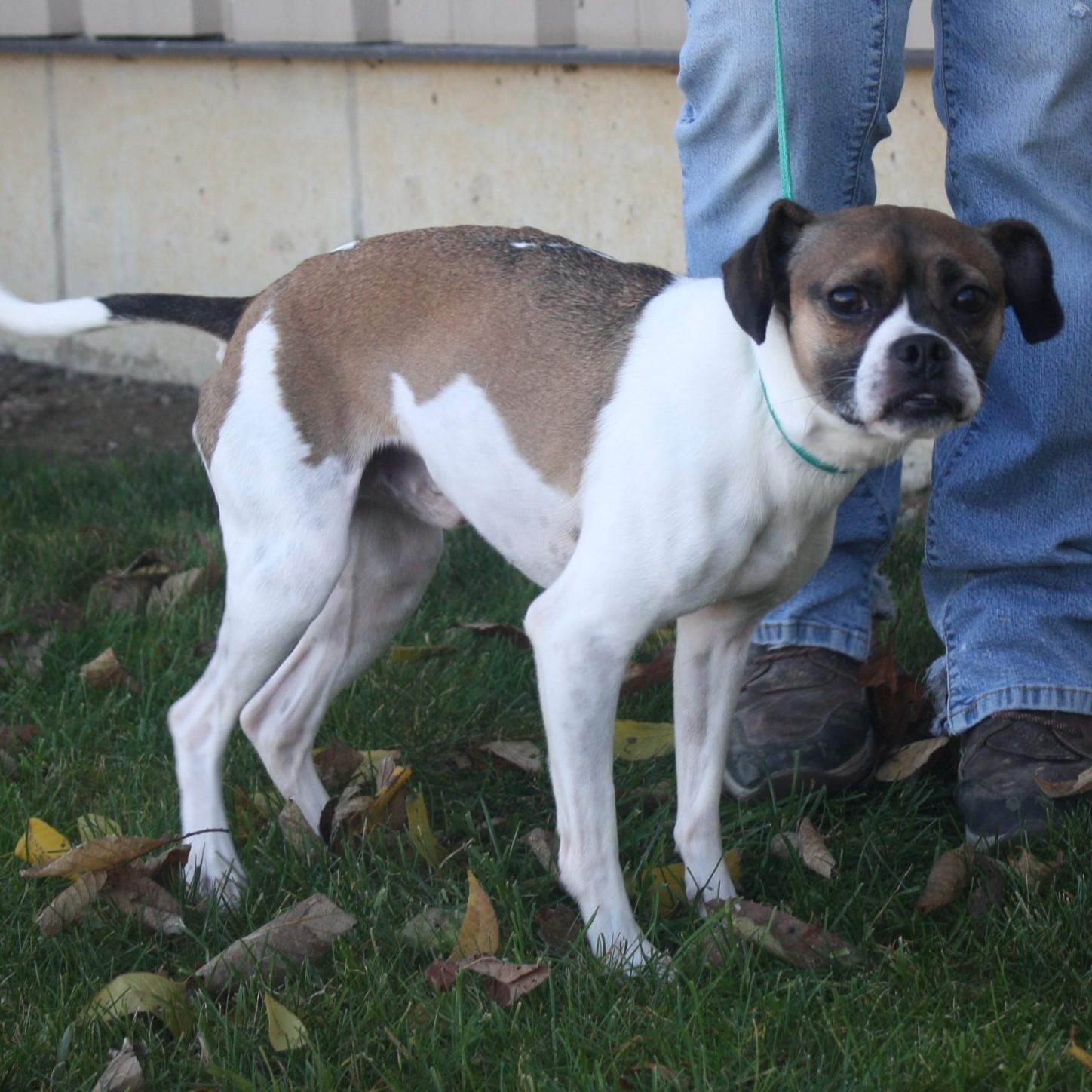 Brutus, Adoptable, Adult Male Pug.